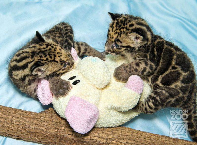 Illustration for article titled Clouded Leopard Cubs First For Houston Zoo, Are Adorable